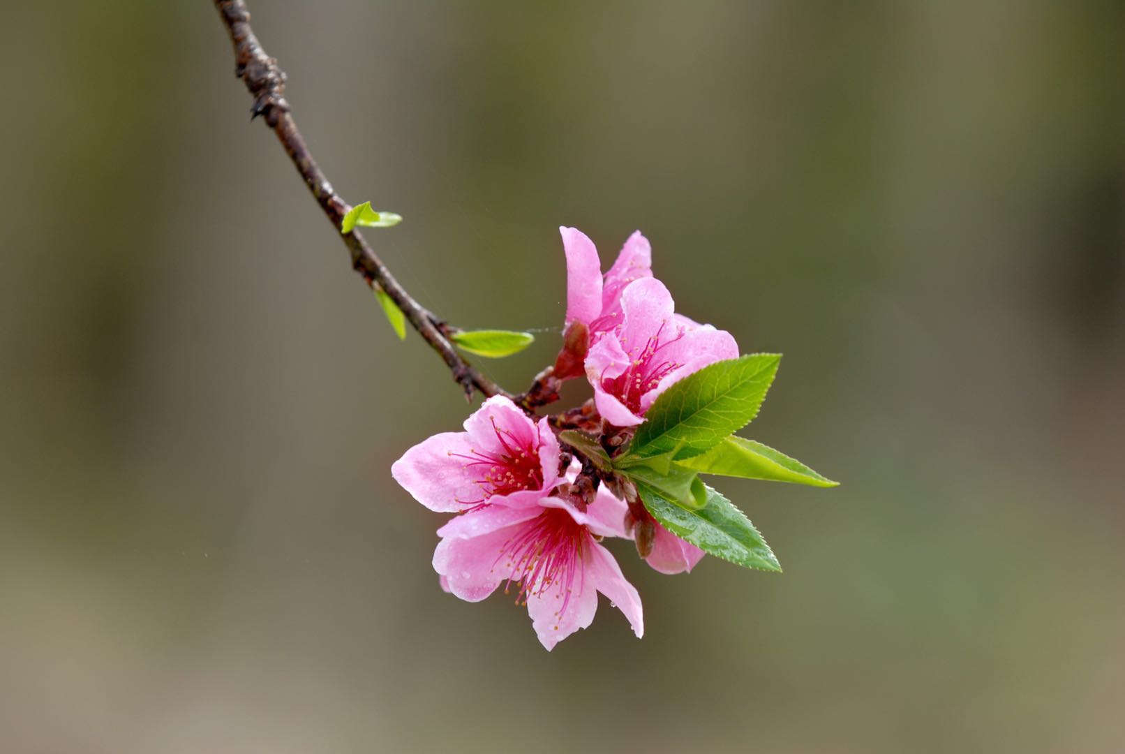 Olá Primavera! Linha de produção de Ruilong totalmente retomada